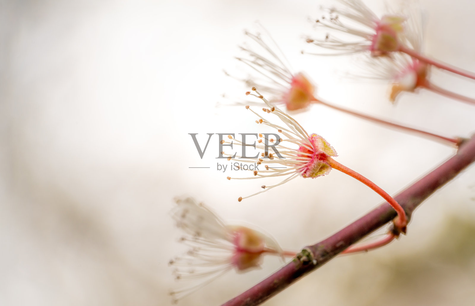 早春娇嫩花朵即将绽放的特写视图照片摄影图片