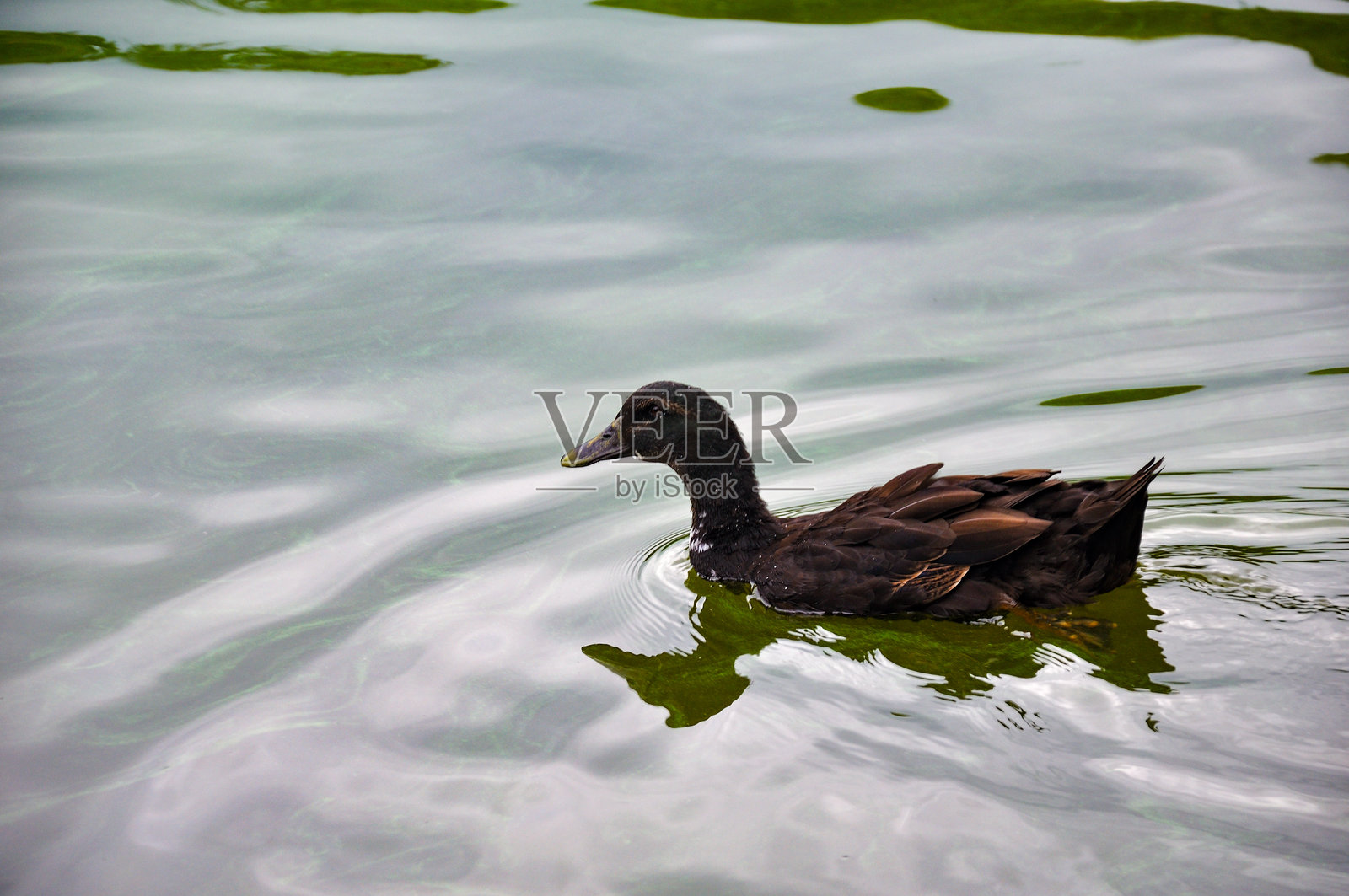 卡尤加在池塘中游泳照片摄影图片