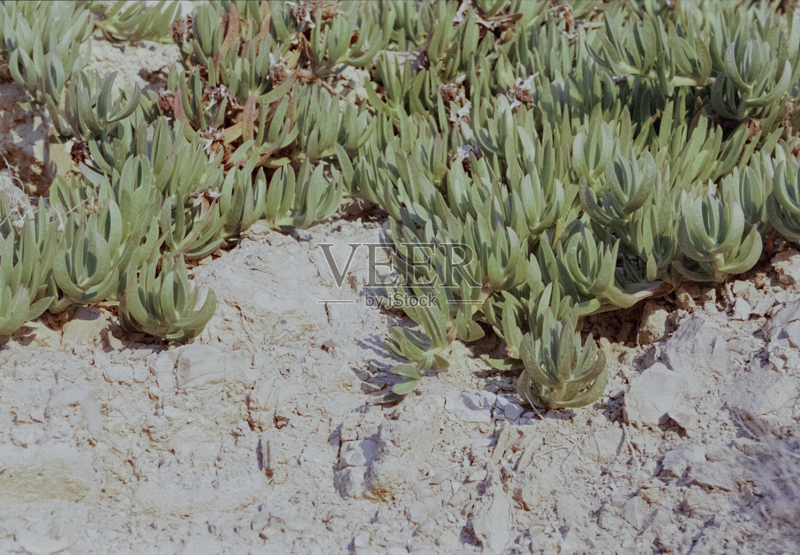 希腊岛屿的岩石海滩用老式彩色胶卷拍摄照片摄影图片