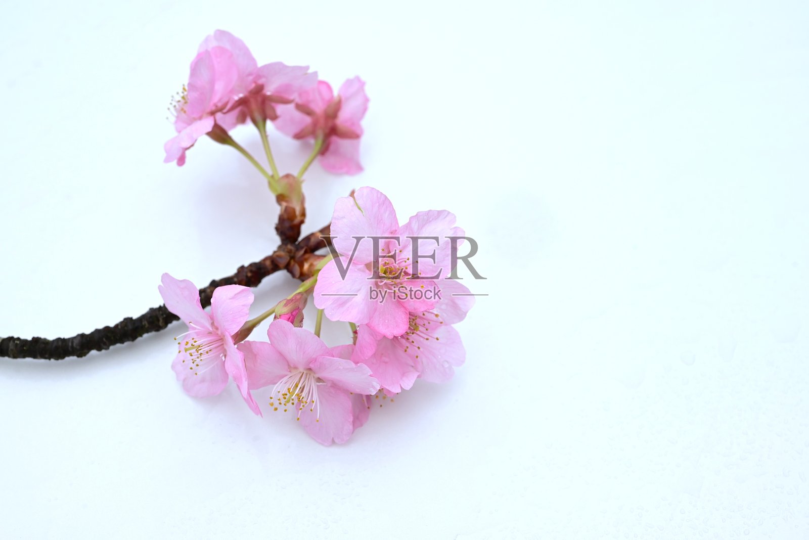 樱花花瓣背景素材，适用于日本春季贺卡。照片摄影图片