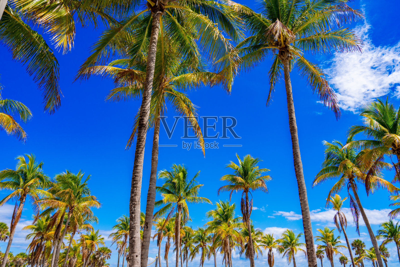 美丽的迈阿密海滩棕榈树与深蓝色天空 2025 年库存照片照片摄影图片