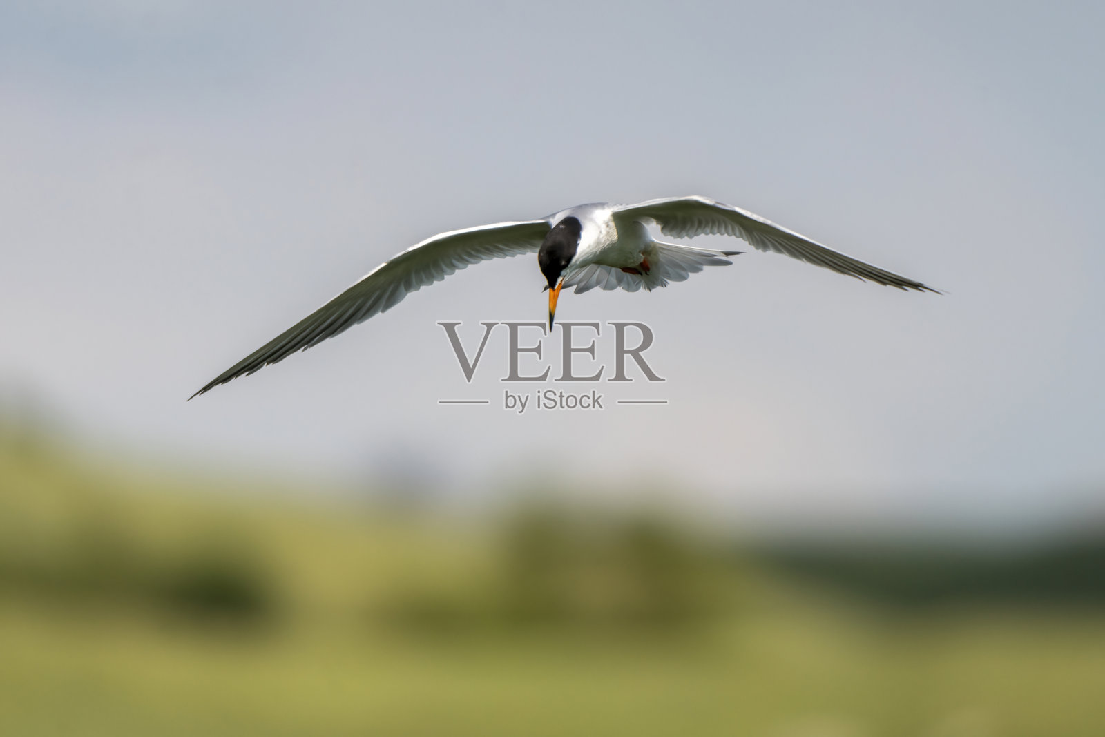 黑额燕鸥在绿色草地上空飞翔照片摄影图片