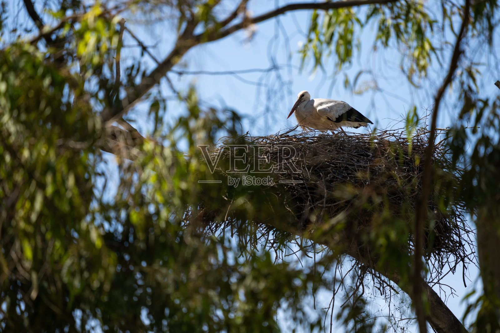 白鹳站在树上搭建的大鸟巢上照片摄影图片