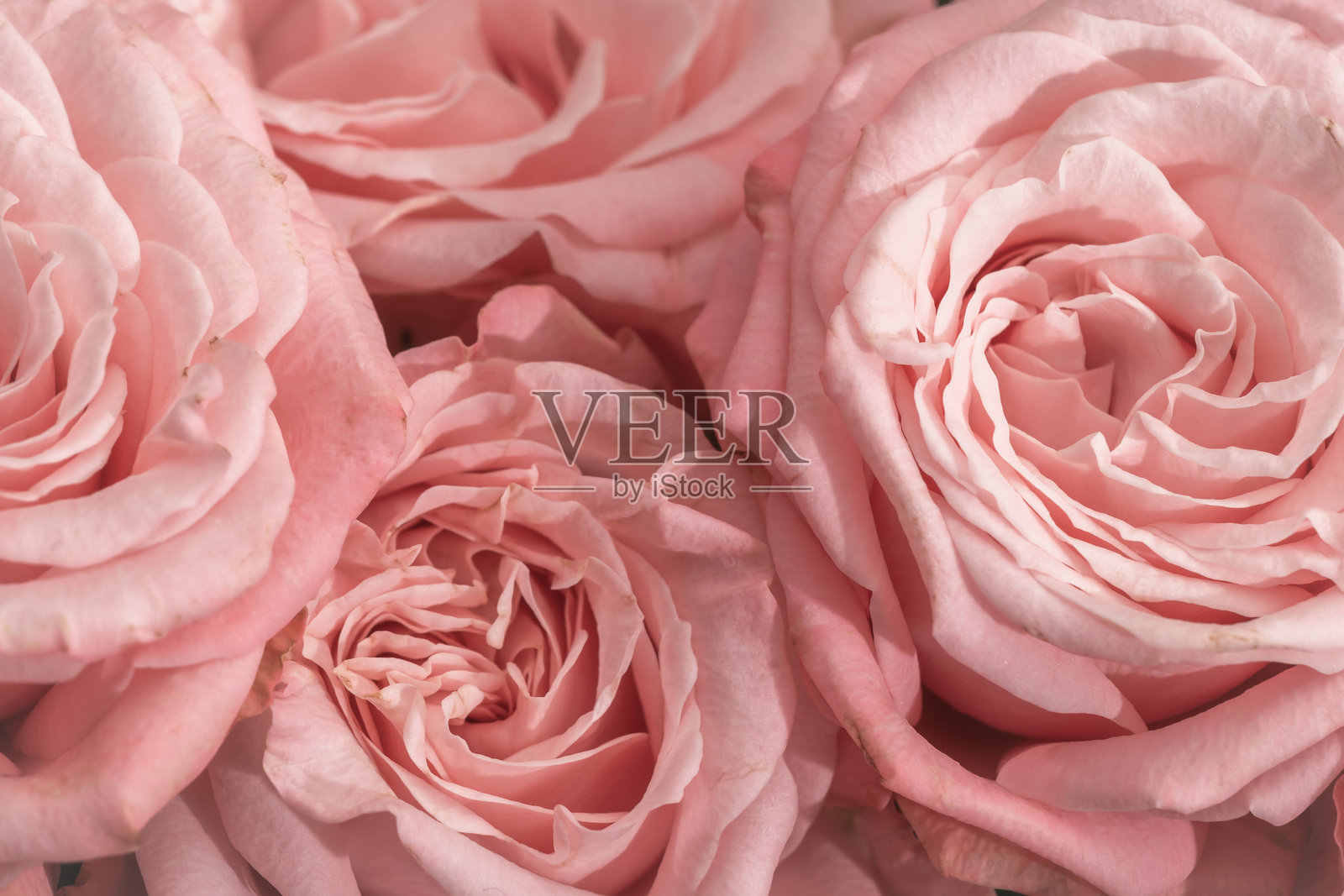 精致的粉色玫瑰特写。花卉节日背景。照片摄影图片