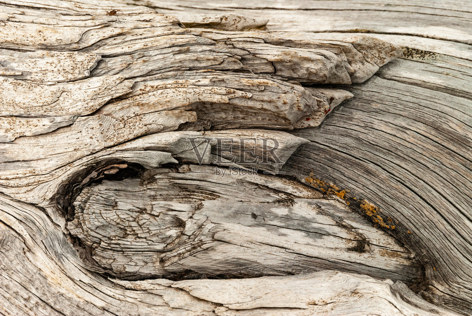 一块古老而风化的木头，上面有一些小树枝照片摄影图片