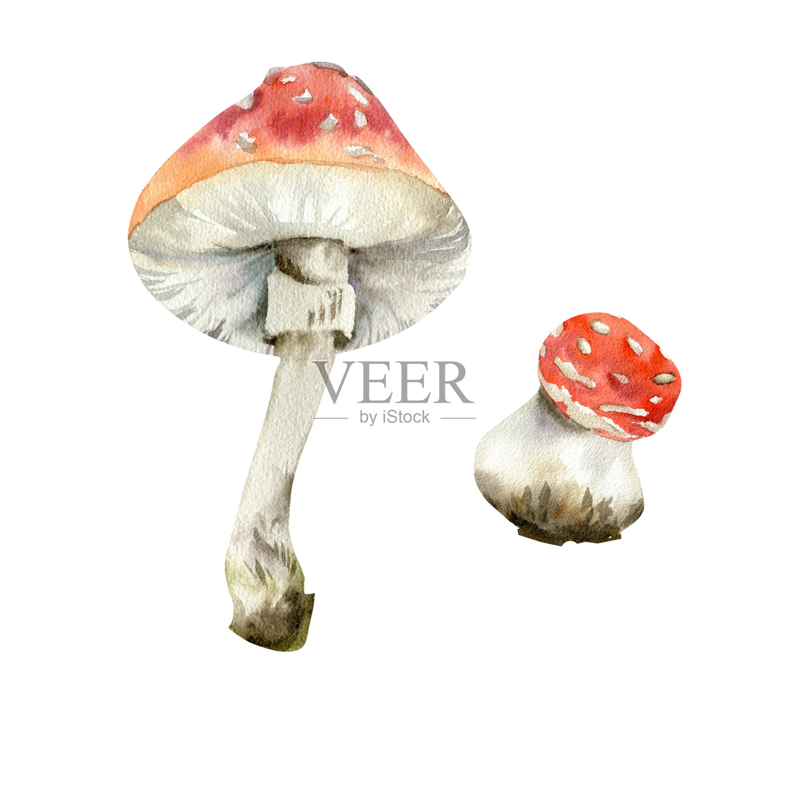 红色毒蘑菇水彩插图。手绘森林中不可食用的真菌剪贴画，孤立的植物元素，适用于秋季包装、壁纸和海报设计。插画图片素材