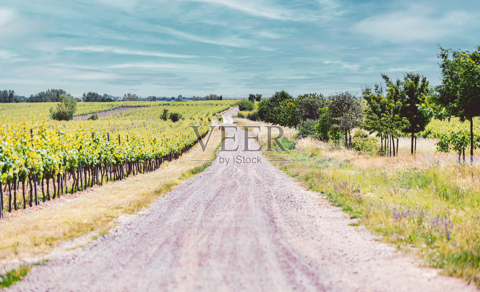 葡萄园中的小径照片摄影图片