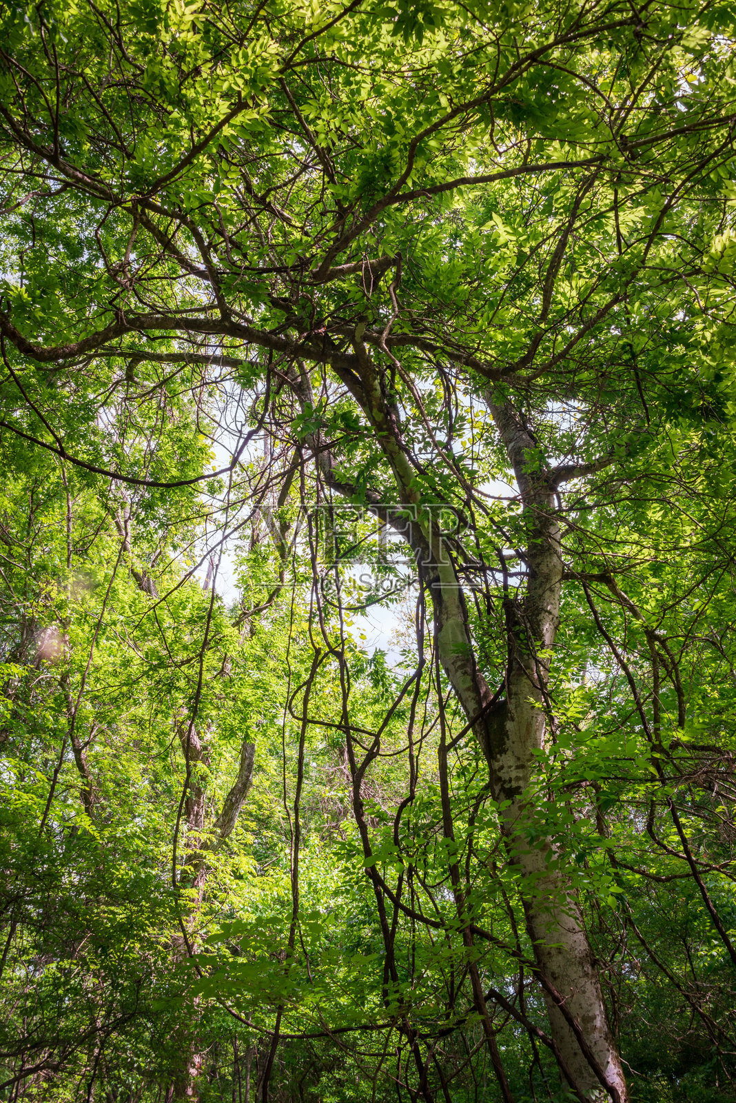 福斯波因特湖州立公园照片摄影图片