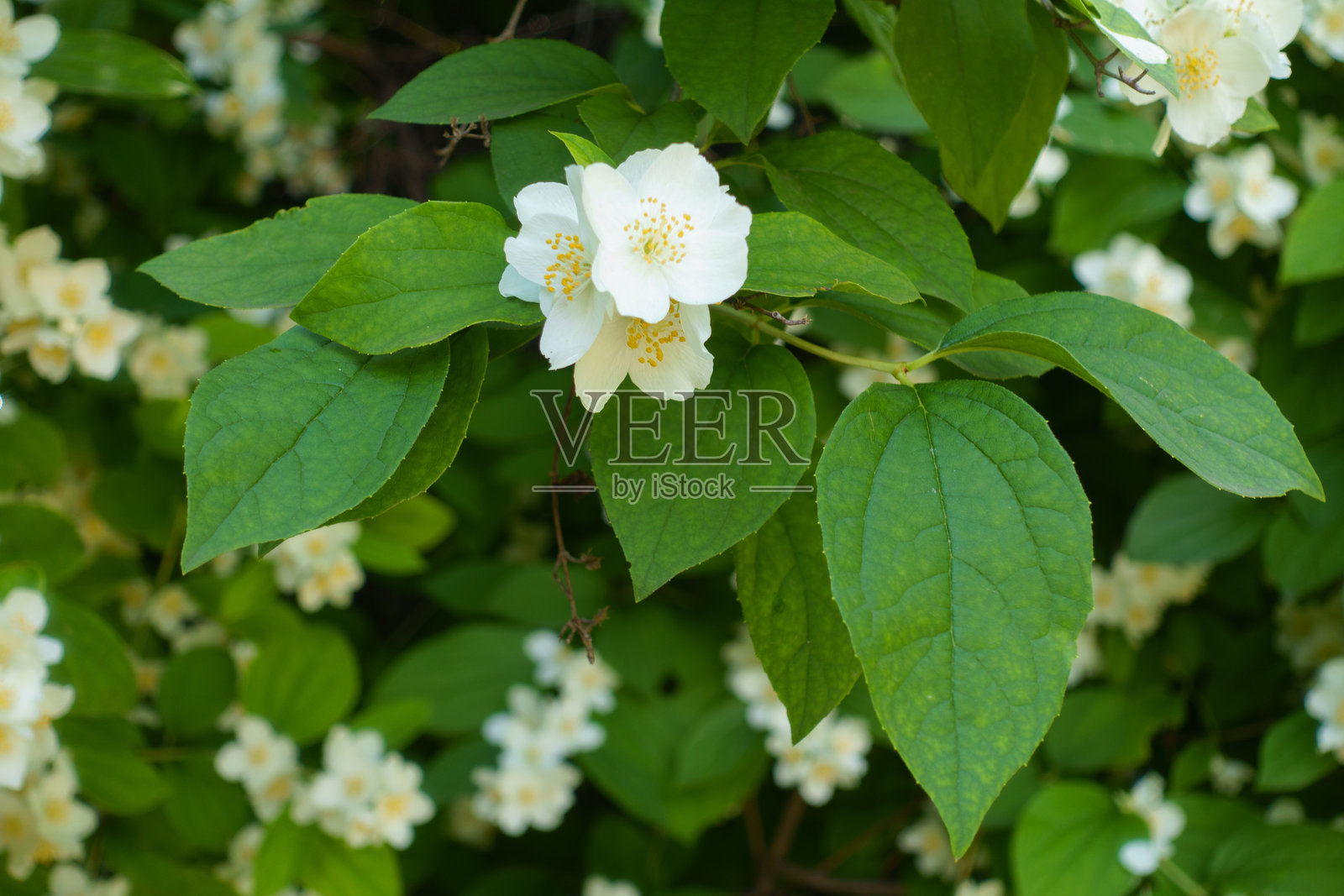 六月中旬的金银花盛开照片摄影图片