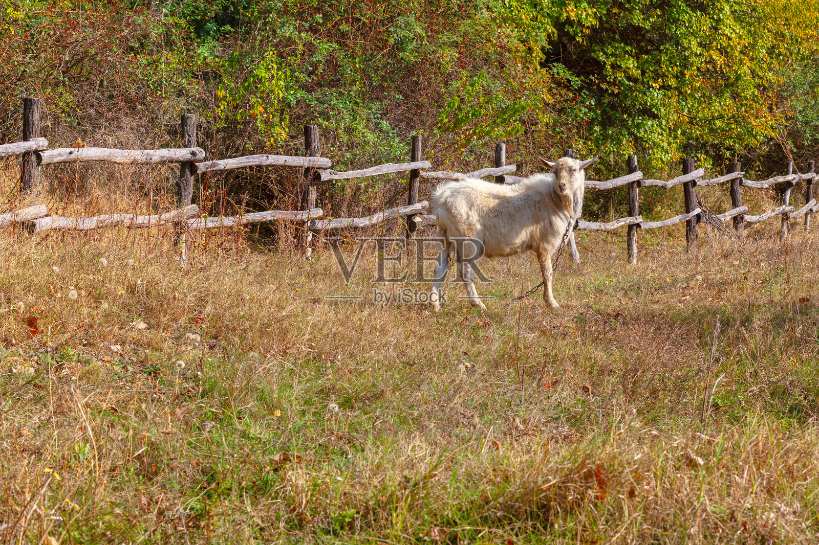 白色山羊站在草地上照片摄影图片