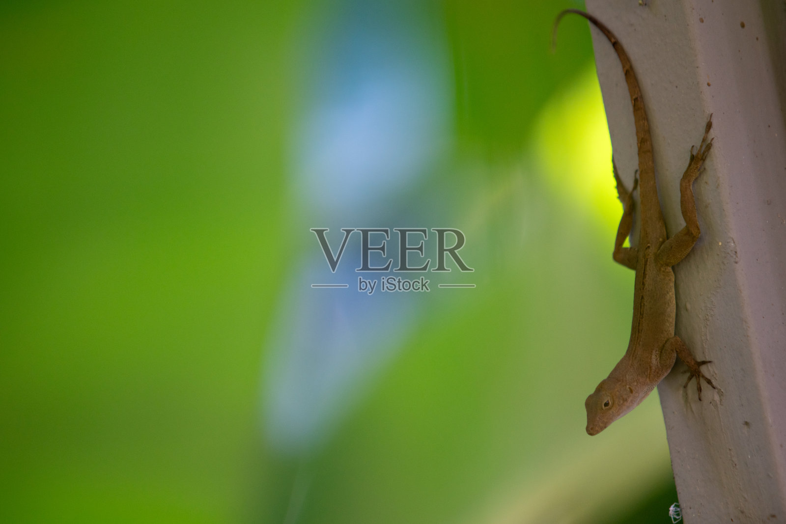 波多黎各音乐会墙上的安诺利斯·赛博特斯蜥蜴偷猎照片摄影图片