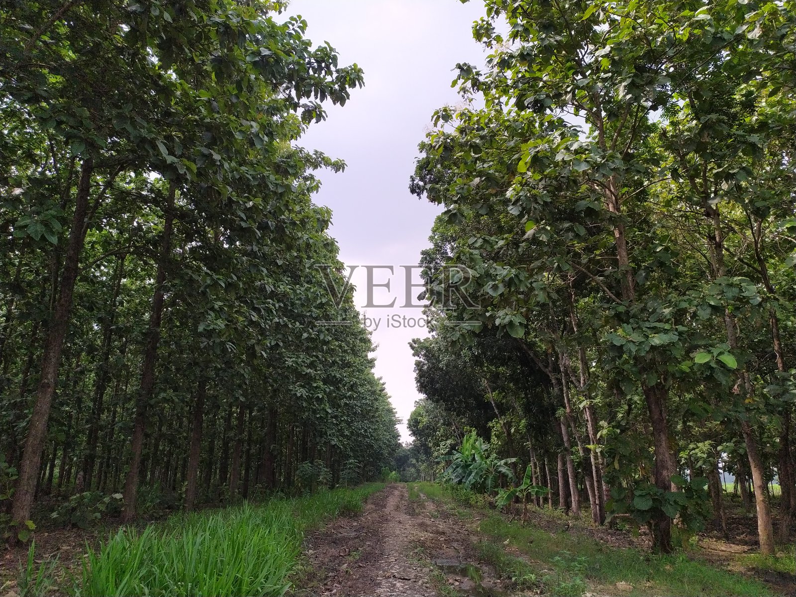 位于印度尼西亚中爪哇的丰盛柚木森林中的小径。照片摄影图片