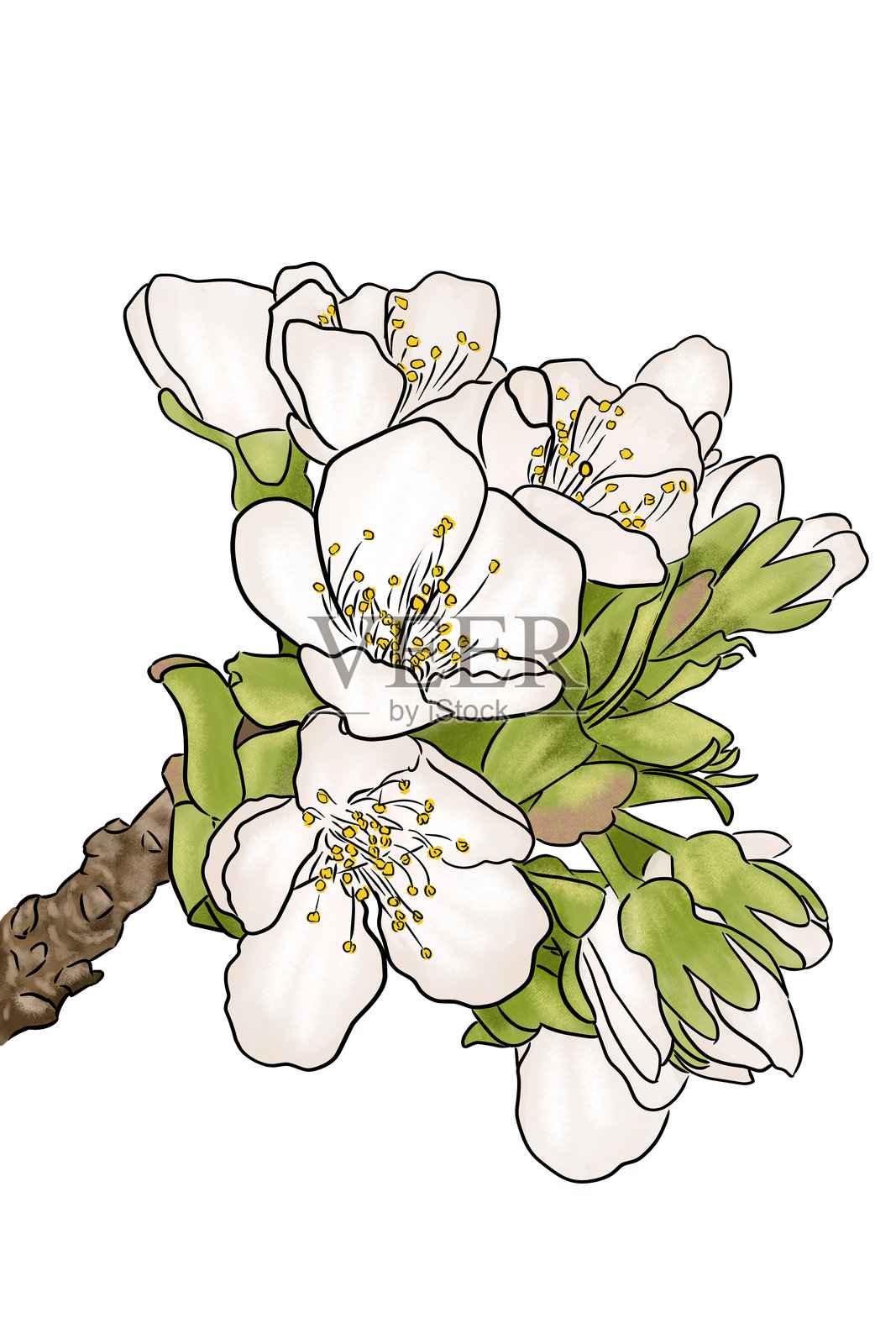 白色盛开的樱花插图在树枝上插画图片素材