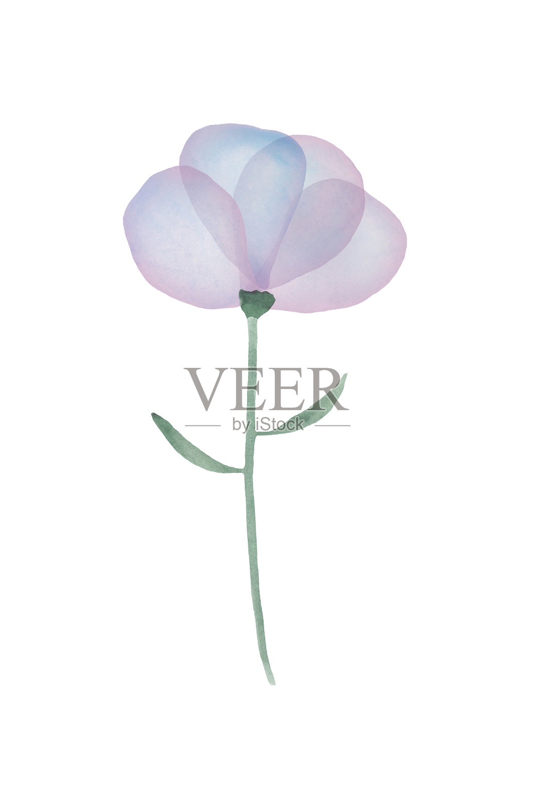 紫色水彩花朵孤立在白色背景上插画图片素材