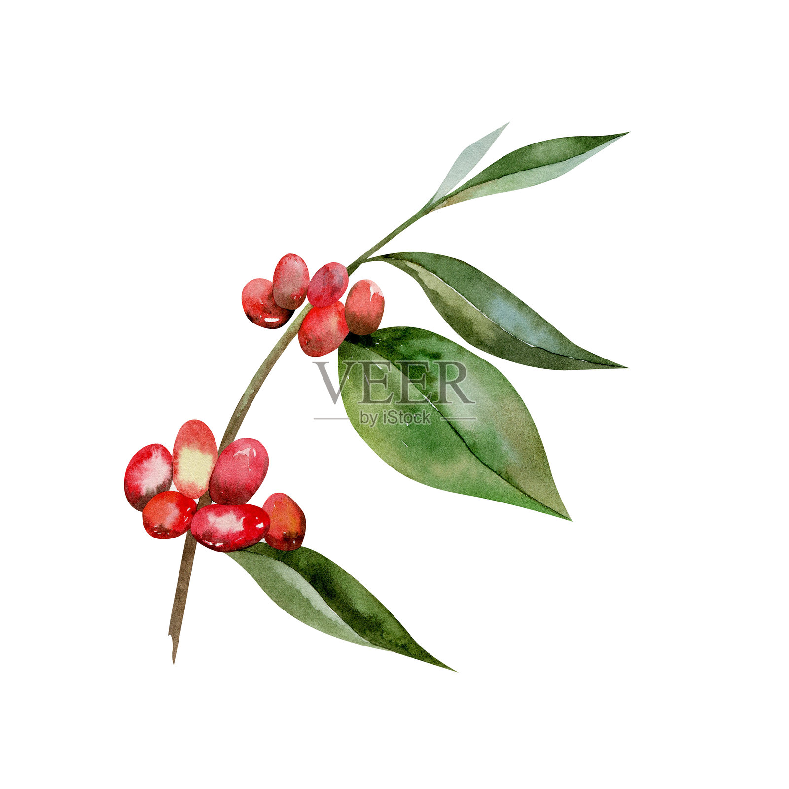 一根带有咖啡果的咖啡枝。插画图片素材