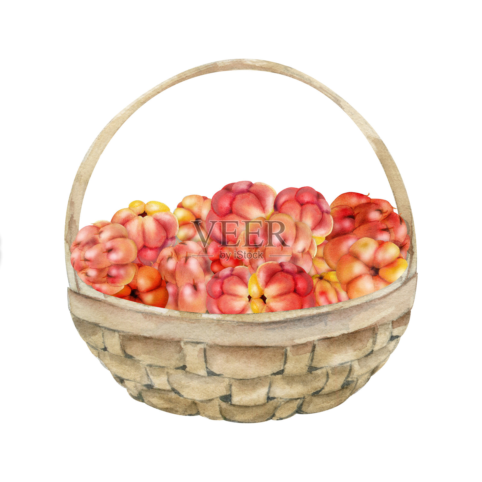 手绘水彩中的云莓和覆盆子，放在编织篮中，成熟的森林红莓收获。适合家庭保存、餐厅、咖啡馆菜单、食谱书和农贸市场的独立插图。插画图片素材