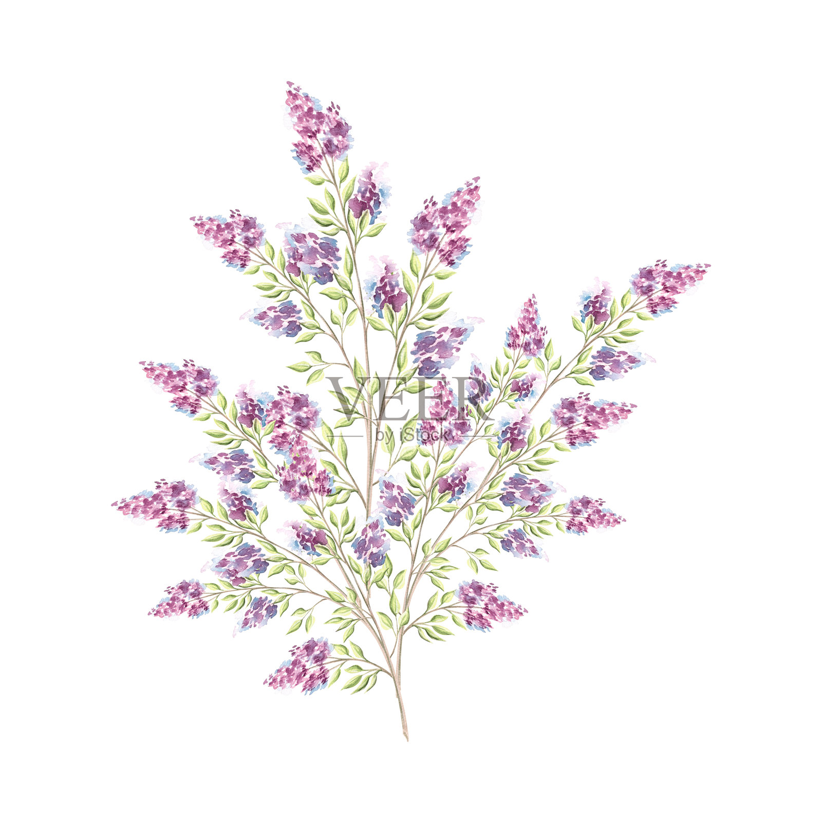丁香花枝。带叶的紫丁香树枝。手绘水彩插图，独立展示。春季紫色盛开。植物花卉背景。婚礼、贺卡、餐具、纺织品的剪贴画。插画图片素材