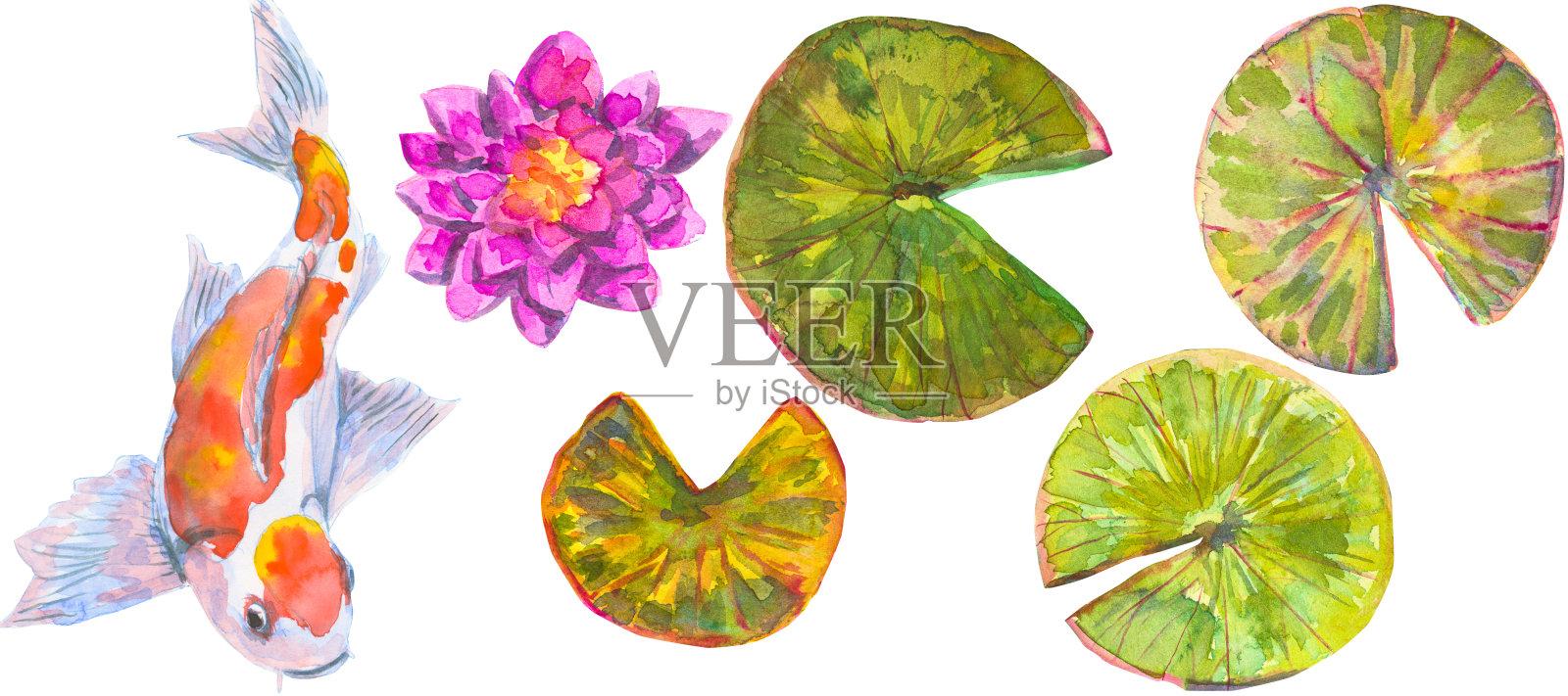 日本鱼印。孤立在白色背景上的莲花或睡莲与锦鲤的组合，水彩植物插图。插画图片素材