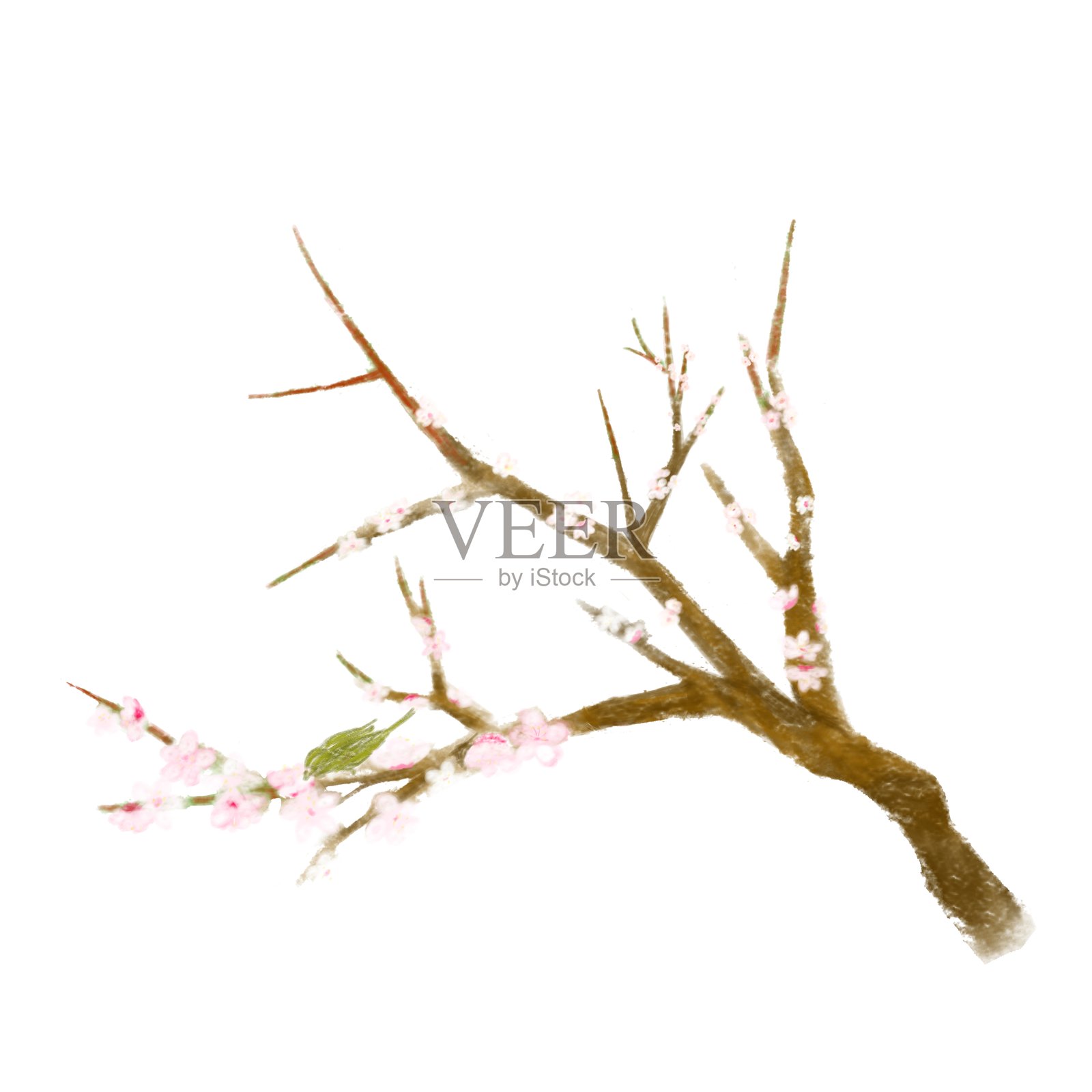 一幅时尚而逼真的手绘梅花与黄鹂的插图插画图片素材