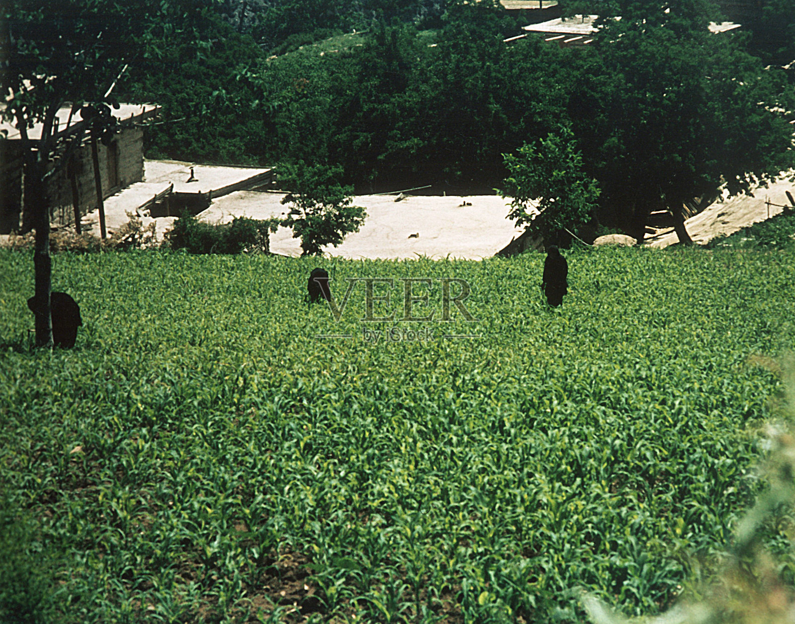 阿富汗1977年_努里斯坦烟草种植园照片摄影图片