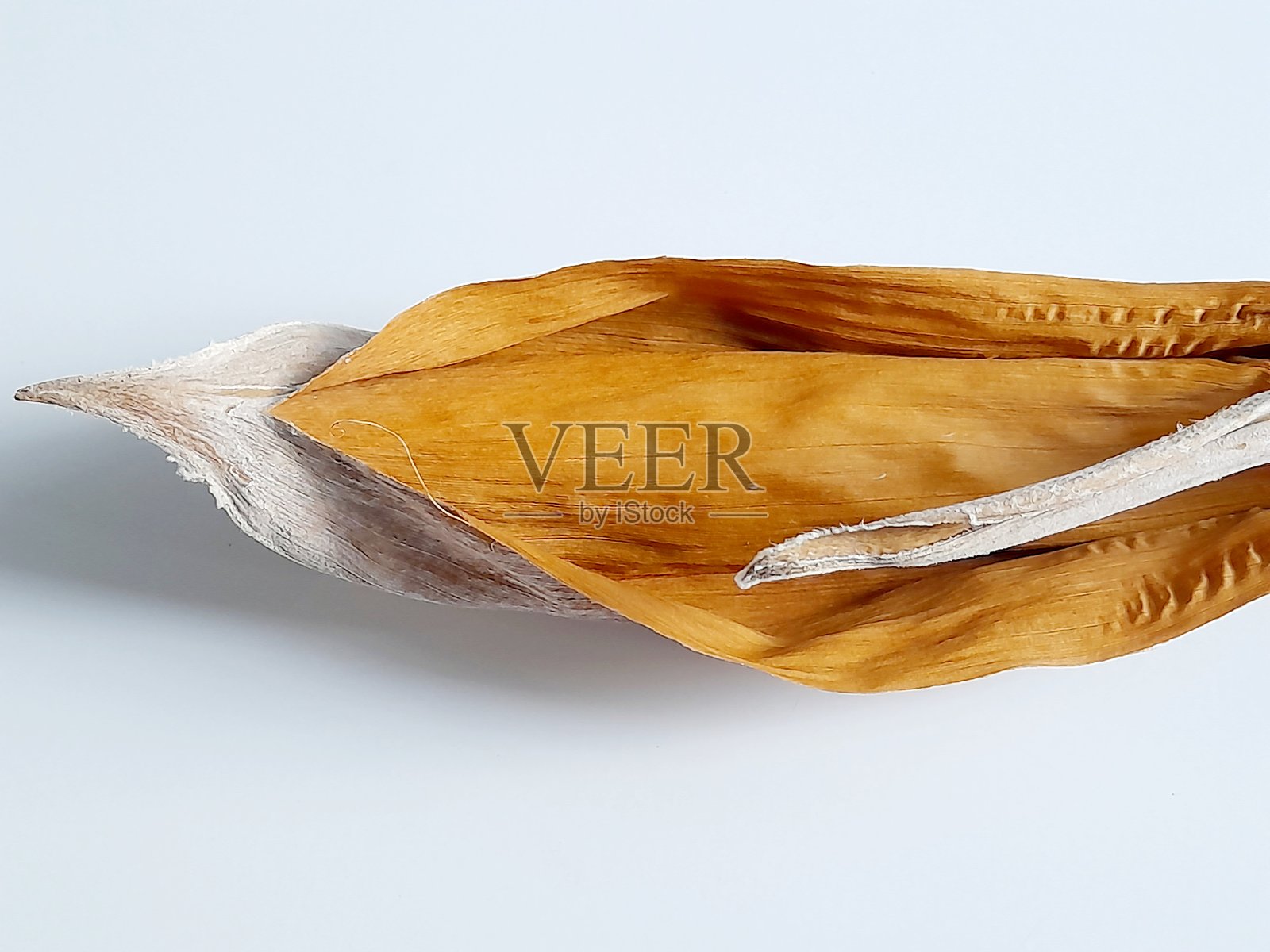 白色背景上的植物树皮。照片摄影图片