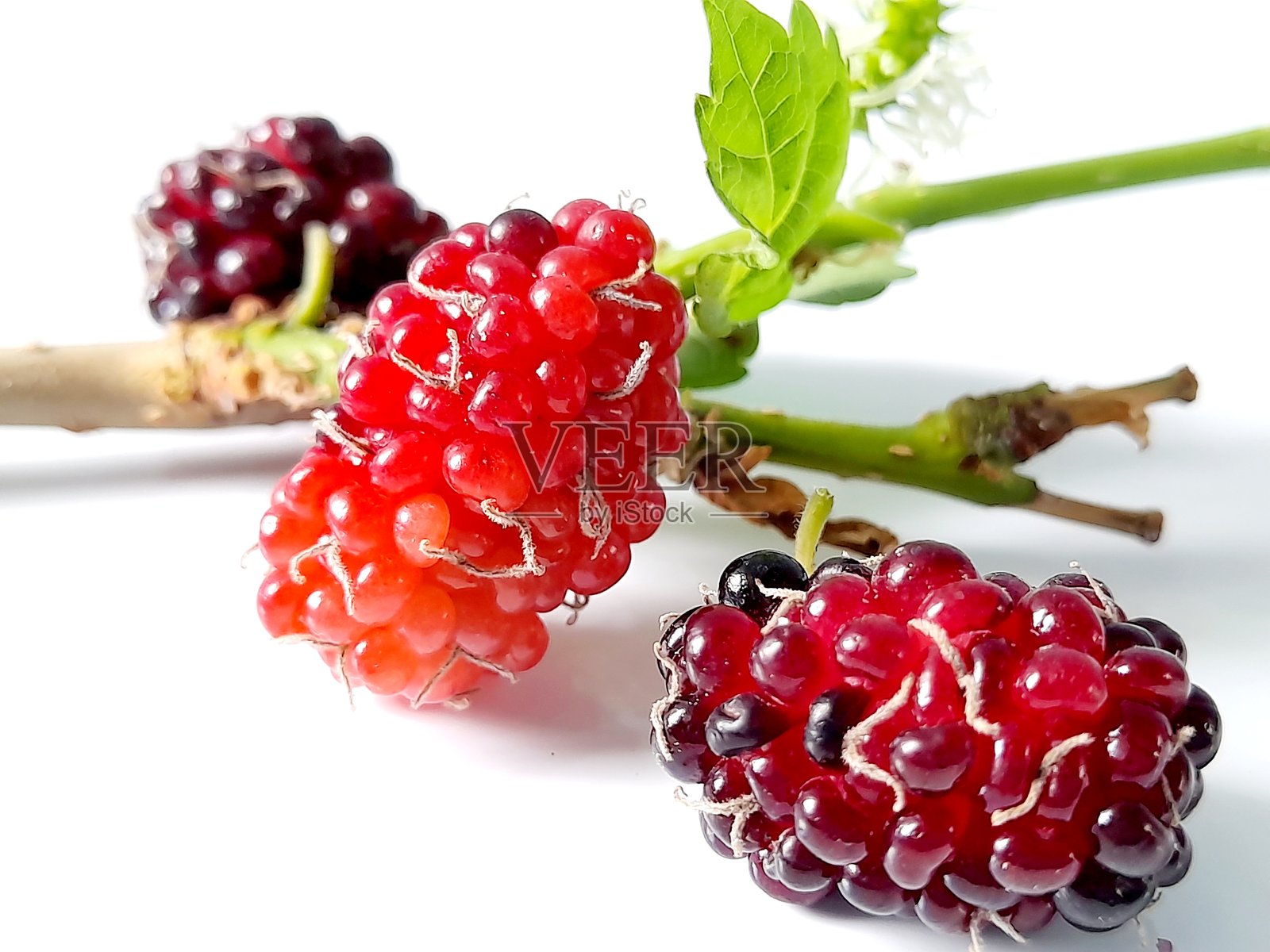 成熟的桑葚在白色背景上。照片摄影图片