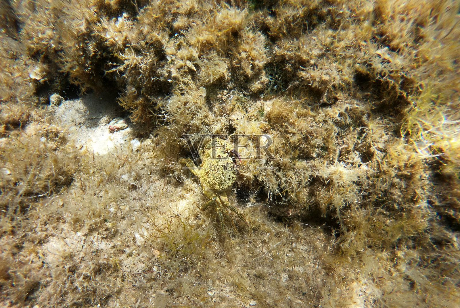 克罗地亚赫瓦尔岛附近亚得里亚海中的螃蟹照片摄影图片