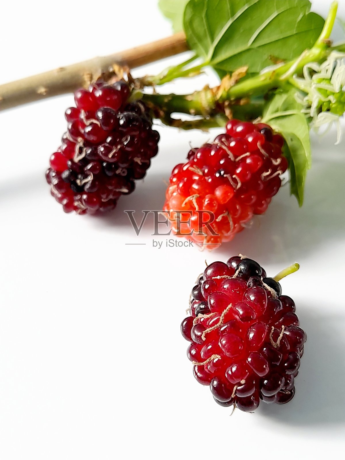 成熟的桑葚在白色背景上。照片摄影图片