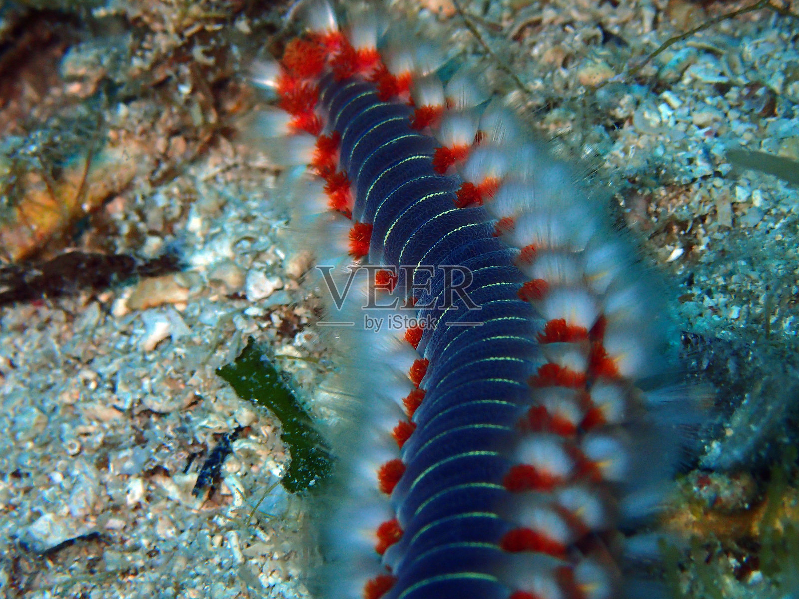 克罗地亚亚得里亚海中的火虫照片摄影图片