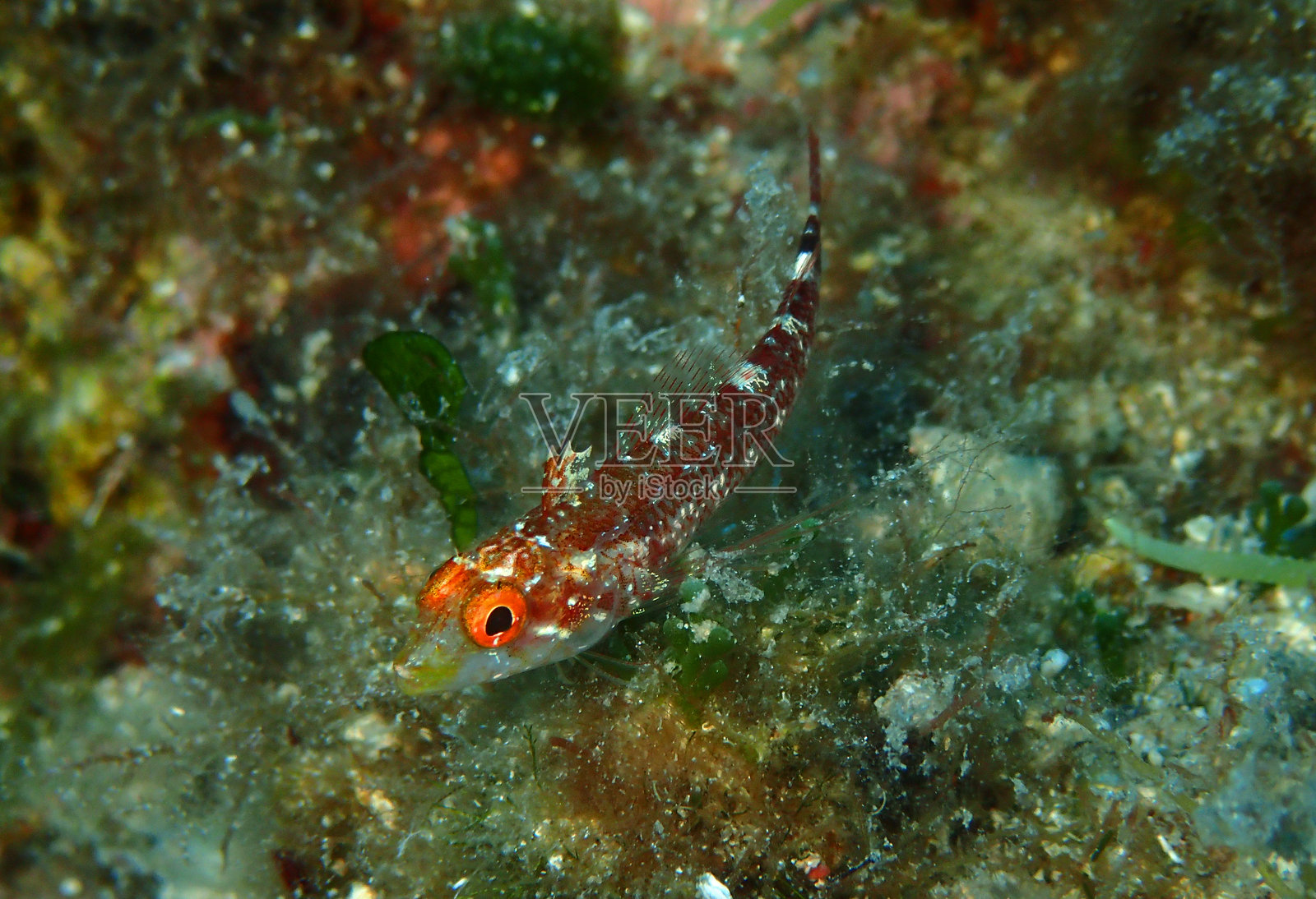 克罗地亚亚得里亚海中的鲇鱼照片摄影图片