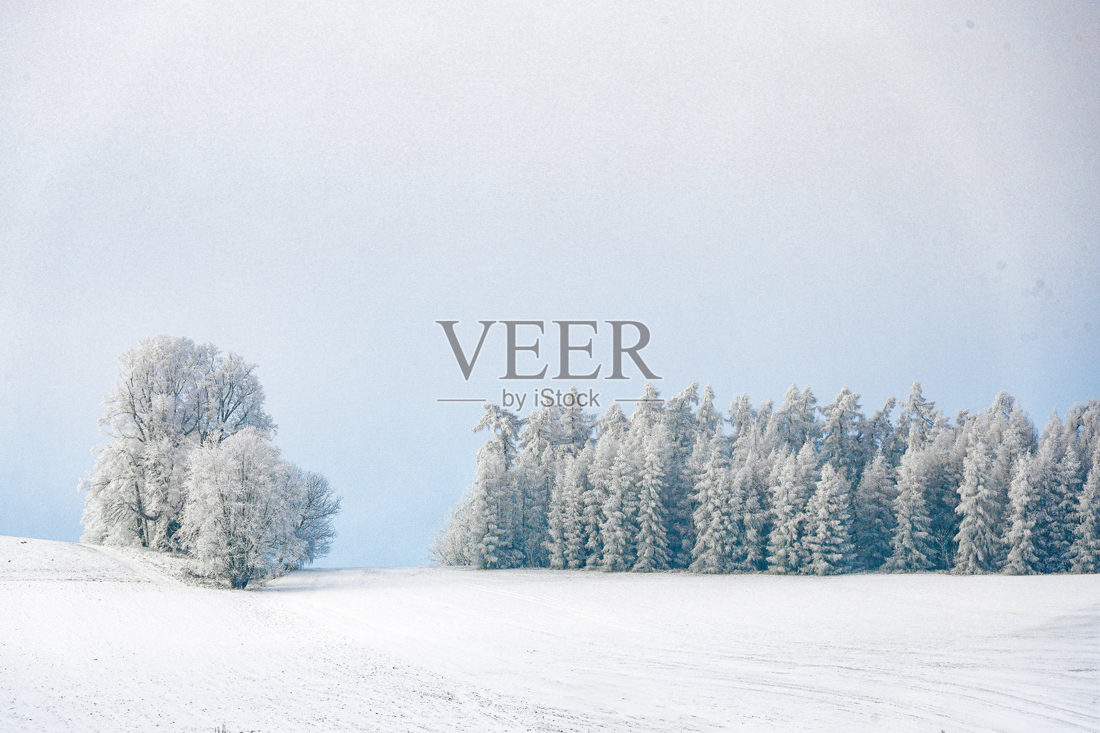 一片广阔的雪地，背景中点缀着树木。照片摄影图片