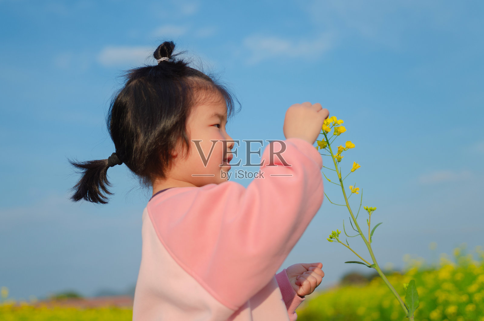 小女孩在采摘油菜花照片摄影图片