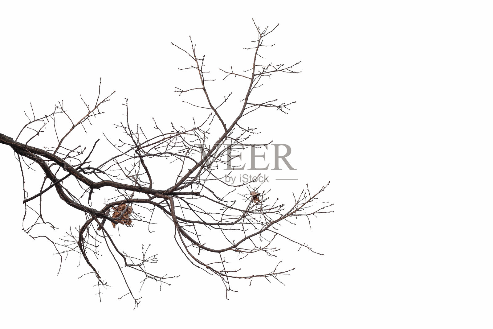 自然的大老橡树枝在白色背景上照片摄影图片