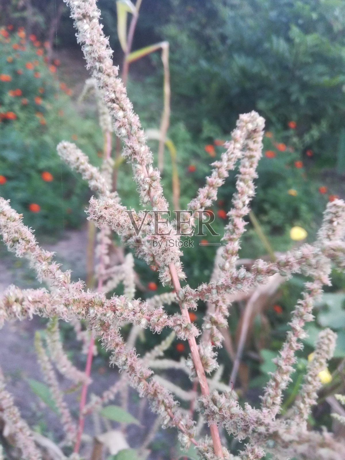带有微小花朵的蔬菜植物景观照片摄影图片