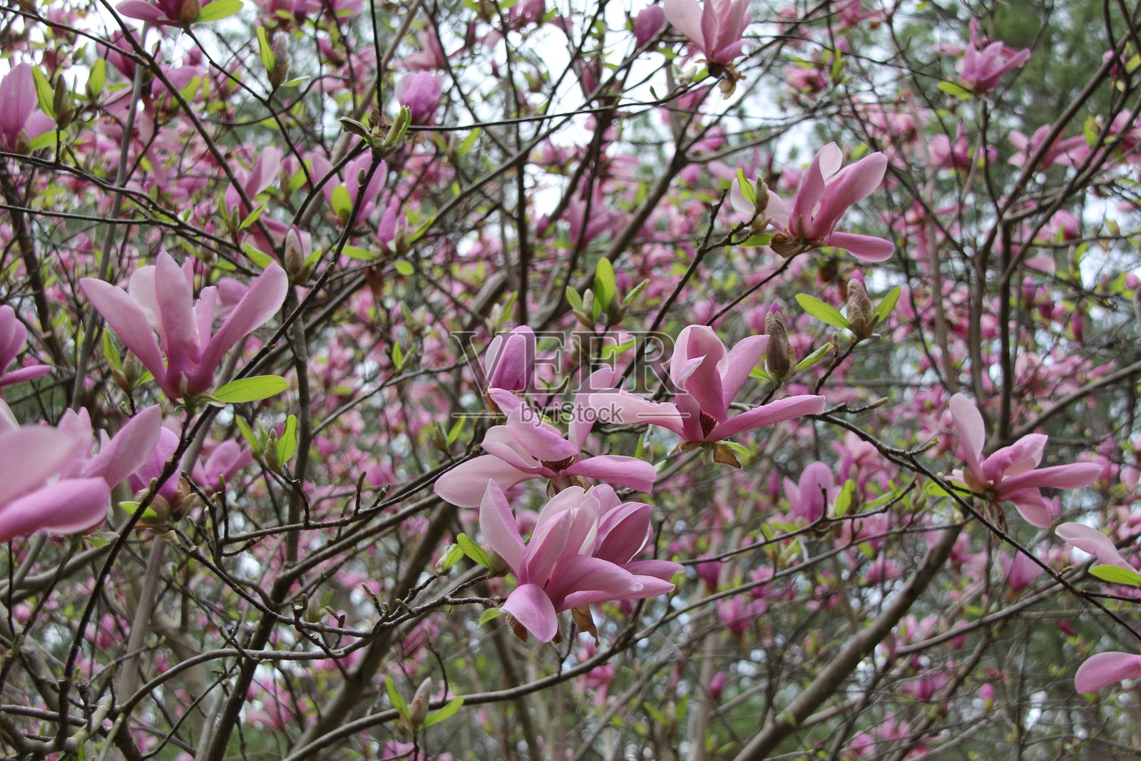 粉色玉兰花盛开照片摄影图片