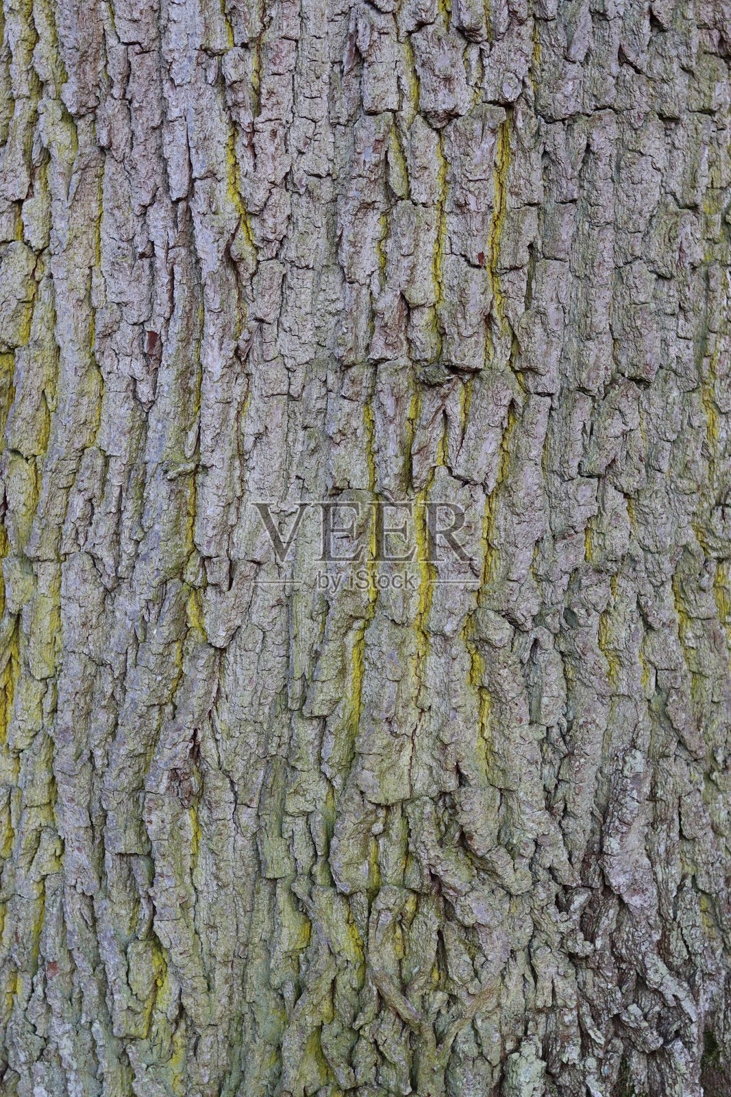 橡树树皮特写，覆盖着黄色地衣照片摄影图片