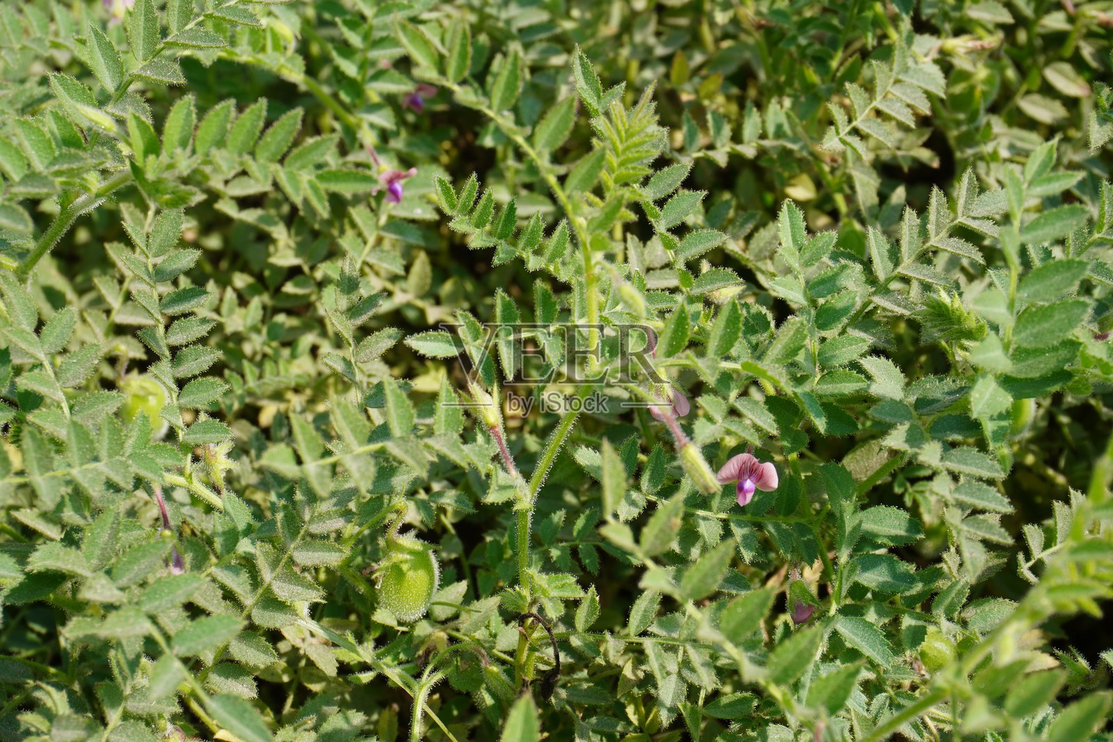 鹰嘴豆植物上结满了绿色鹰嘴豆和紫色花朵照片摄影图片