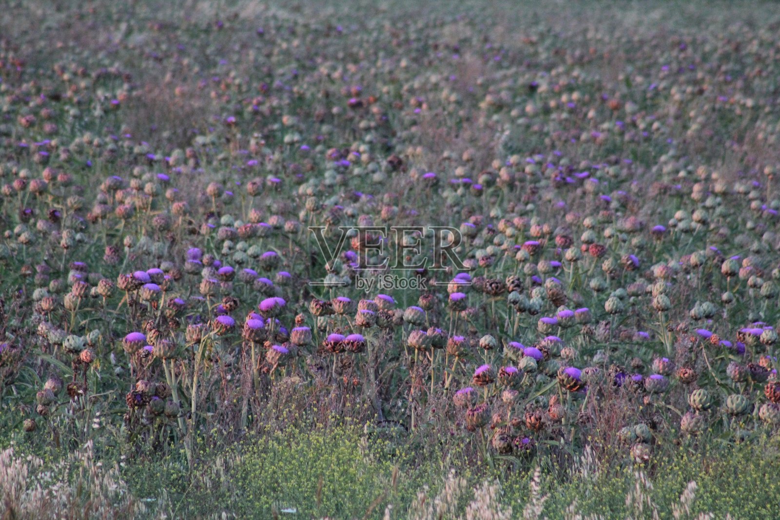 朝鲜蓟田照片摄影图片