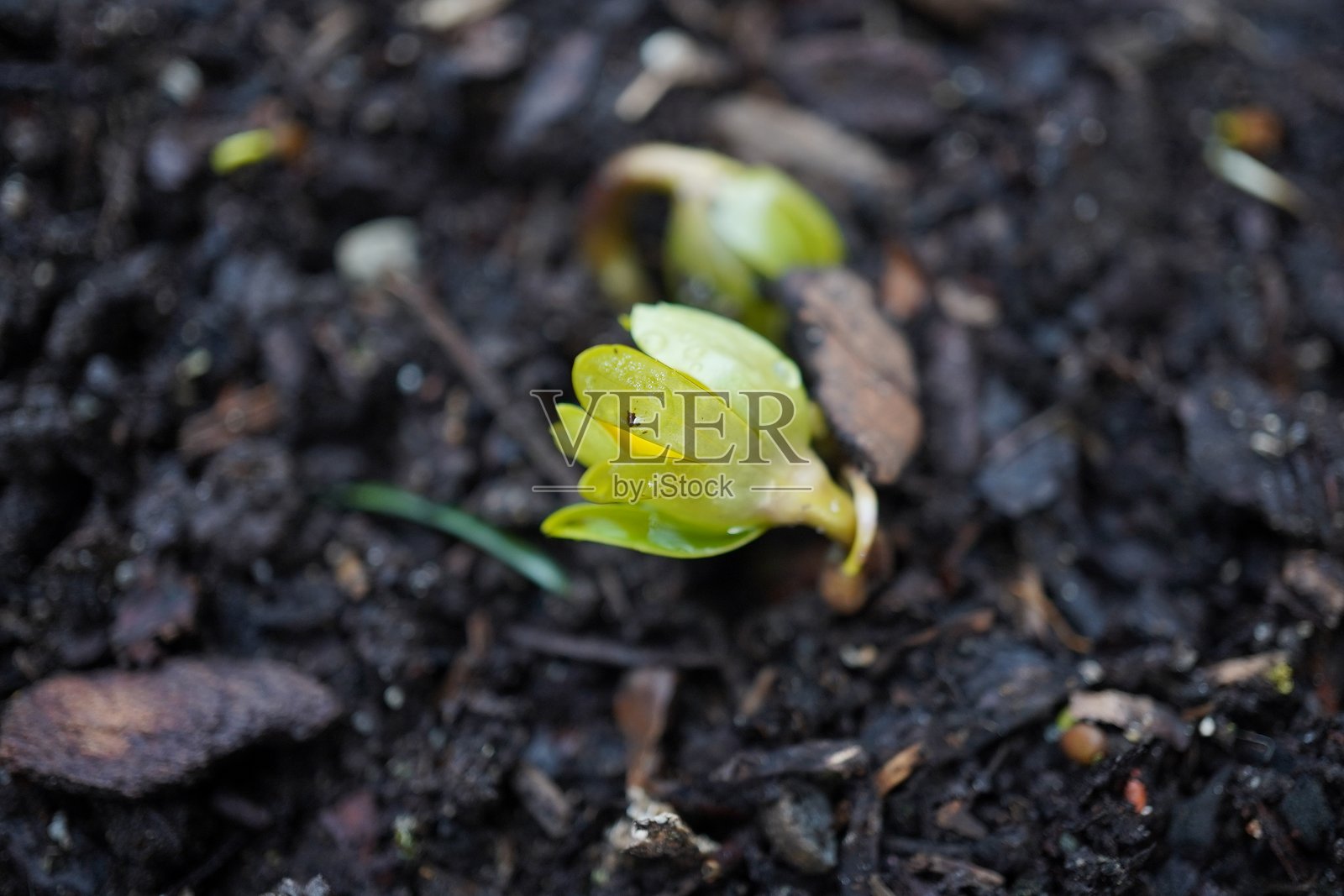 冬季小黄花（Eranthis hyemalis）是一种属于毛茛科（Ranunculaceae）的开花植物。冬天后的第一朵花。照片摄影图片