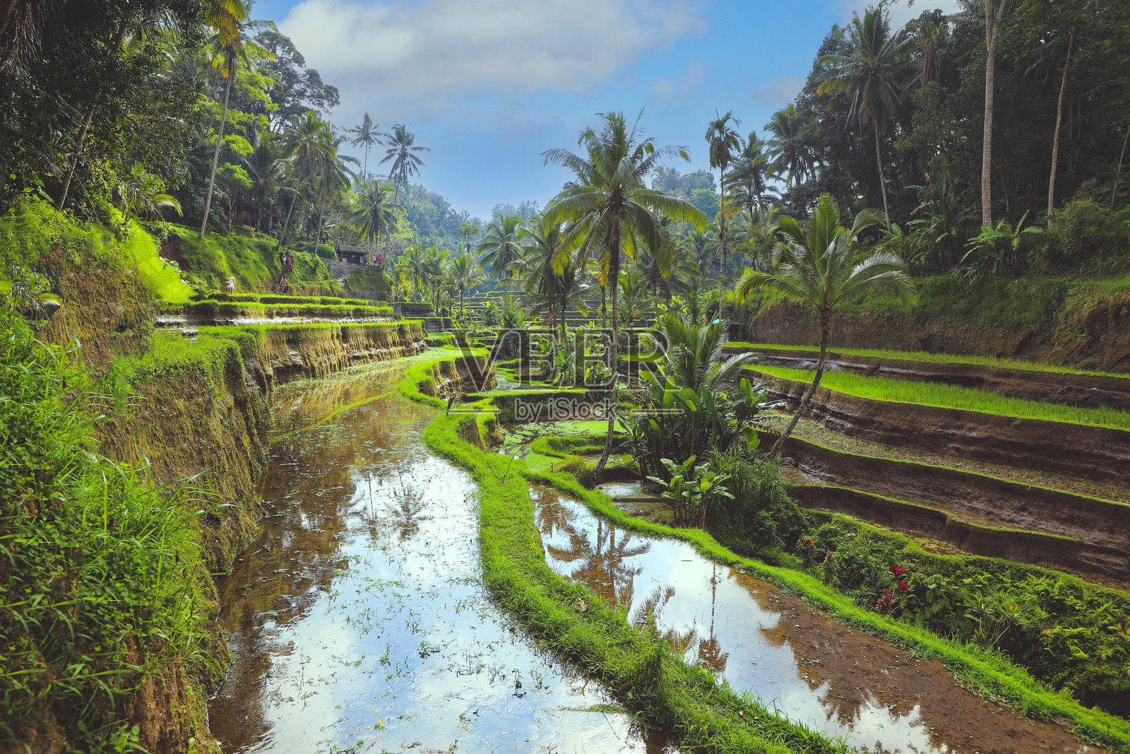 乌布的特格拉朗稻田梯田照片摄影图片