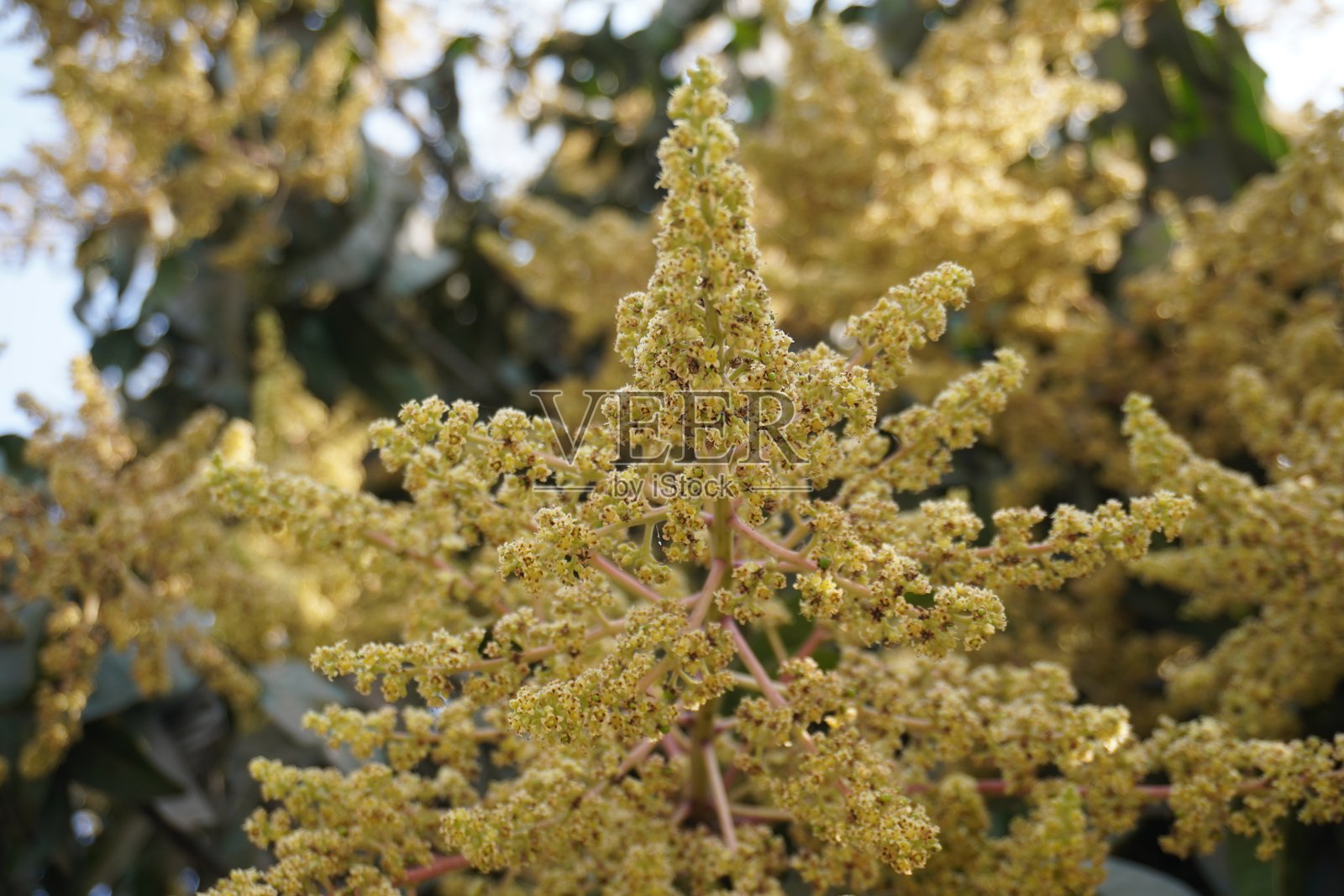 金色芒果花特写，背景模糊照片摄影图片