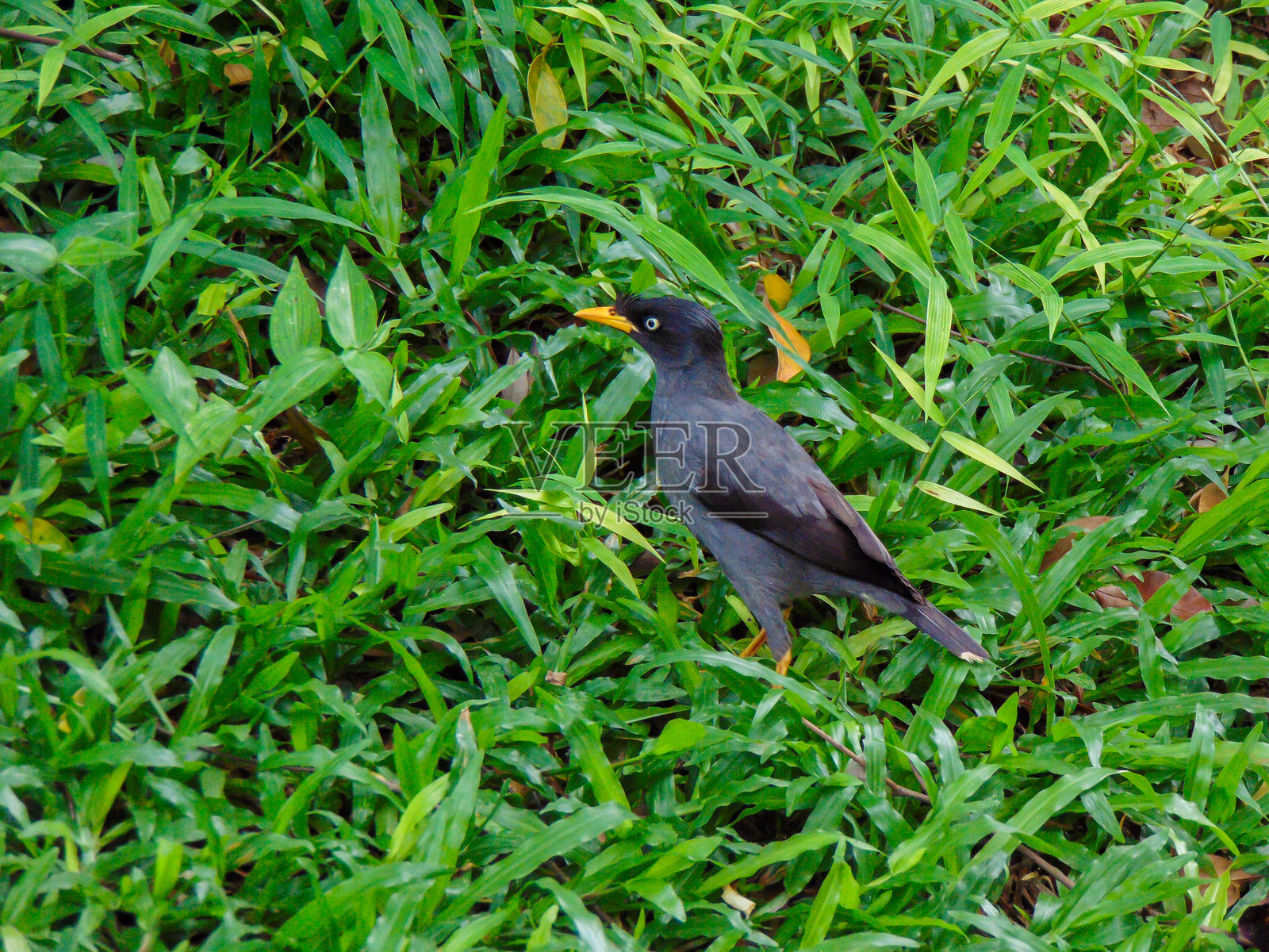 爪哇八哥鸟照片摄影图片