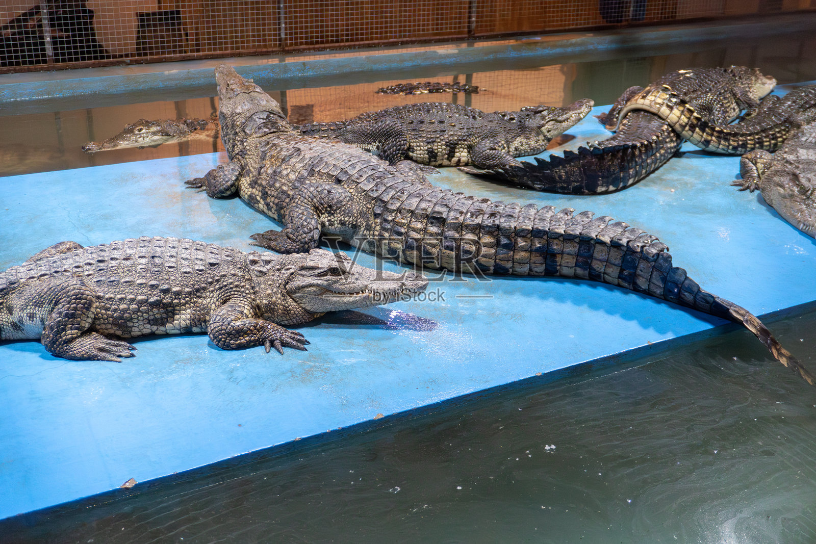 一群鳄鱼在围栏内的蓝色平台上休息照片摄影图片