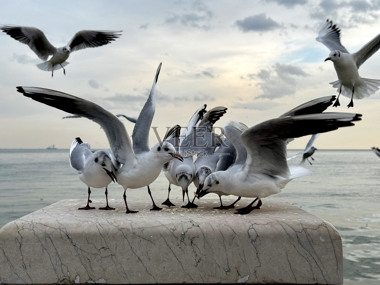 许多海鸥坐在栅栏上，背景是大海。照片摄影图片