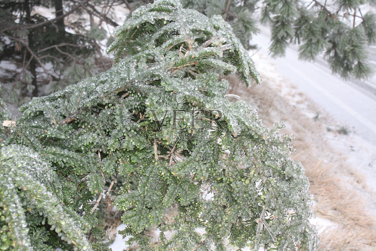 Colle del Melogno植被上的凝胶现象照片摄影图片
