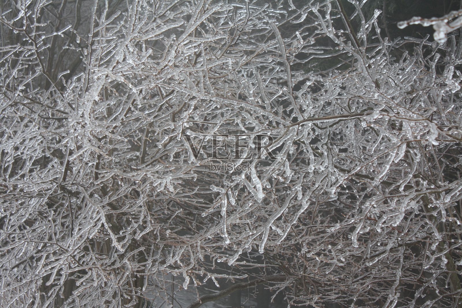 Colle del Melogno植被上的凝胶现象照片摄影图片