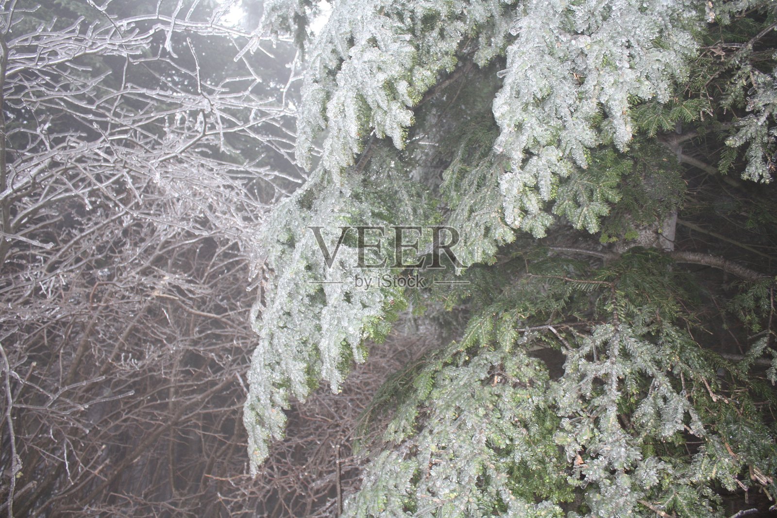 Colle del Melogno植被上的凝胶现象照片摄影图片