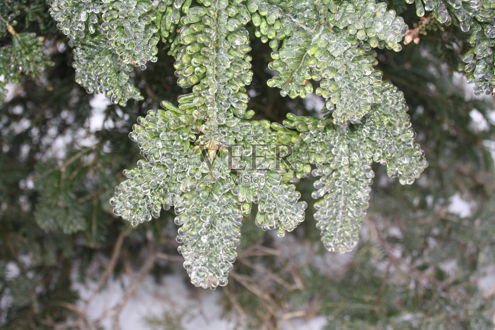 Colle del Melogno植被上的凝胶现象照片摄影图片