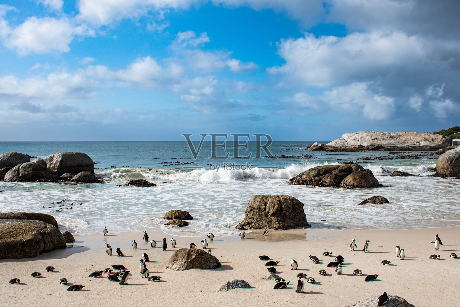 南非的石头海滩上的非洲企鹅 - 一个野生动物的天堂照片摄影图片