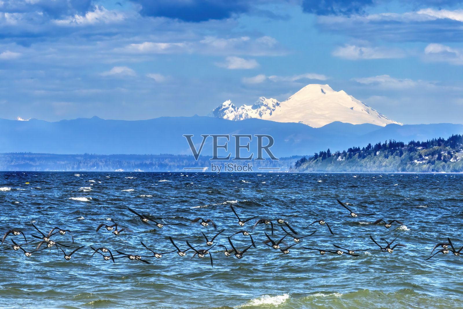 鸭子在华盛顿埃德蒙兹的北黑沙滩上飞翔，背景是巴克山。照片摄影图片